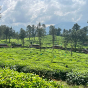 Meppadi panchayat -DI pipe supply 