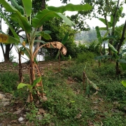 Proposed site for Intake well near Periyar at Thadikkakadavu